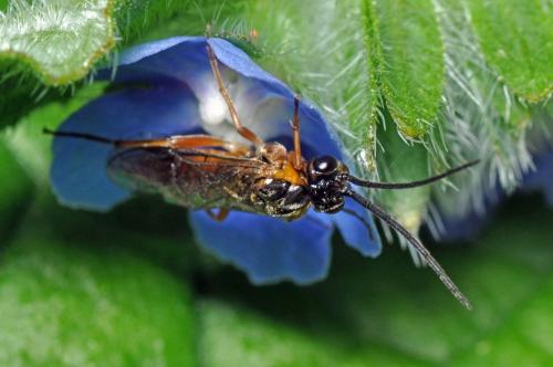 Réf. 89 320 : Nematinae inconnu