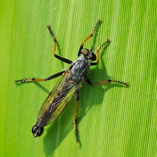 Neoitamus sp.