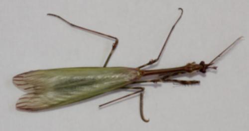 Réf. 89 141 : Empusa pennata