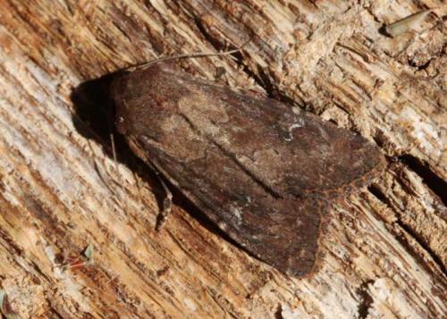 Apamea lateritia