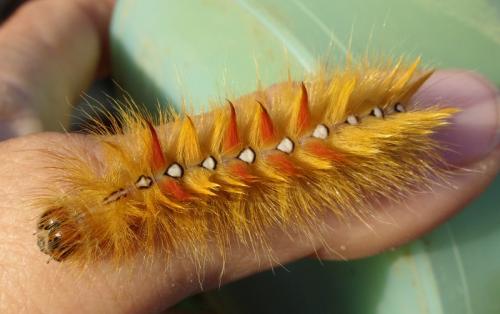 Acronicta aceris