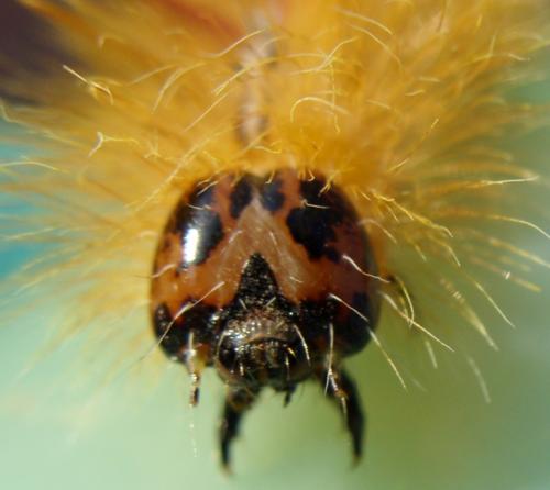 Acronicta aceris