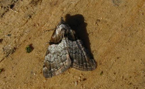 Réf. 89 152 : Nola cucullatella