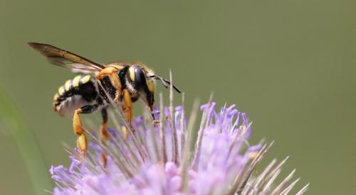 Réf. 89 327 : Trachusa (integra-interrupta)