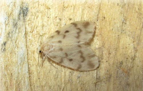 Nudaria mundana