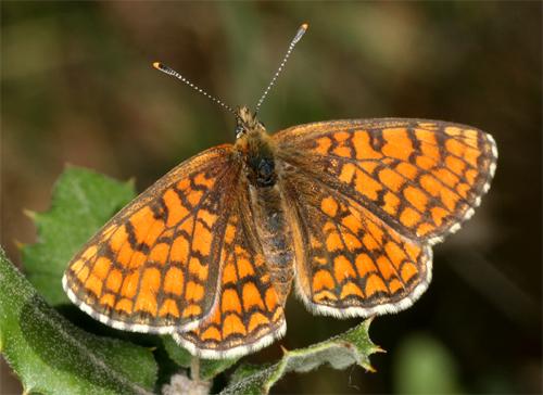 Réf. 89 808 : Melitaea sp.