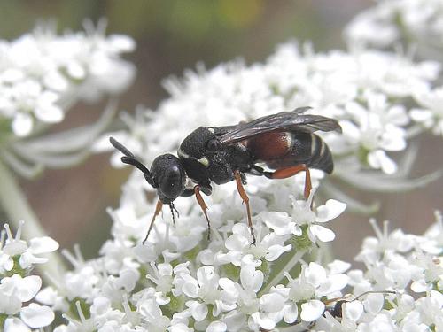 Nysson maculosus