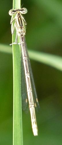 Platycnemis pennipes