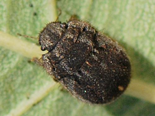 Réf. 89 812 : Odontoscelis lineola