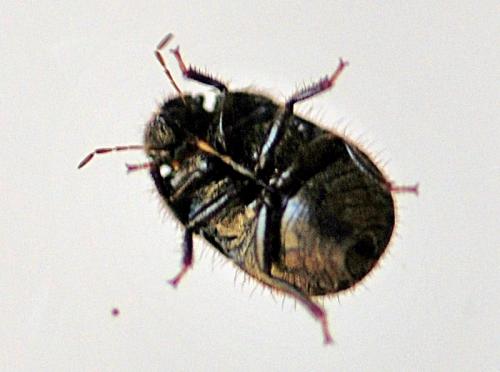 Réf. 89 813 : Odontoscelis lineola