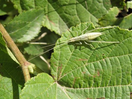Réf. 89 278 : Oecanthus pellucens pellucens