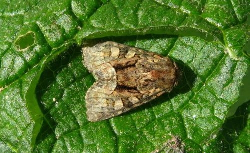 Oligia versicolor