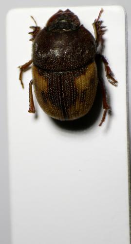 Onthophagus bituberculatus
