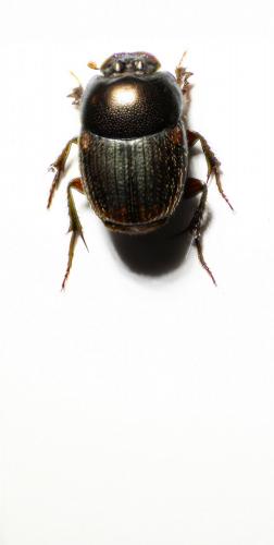 Réf. 89 384 : Onthophagus paravinctus