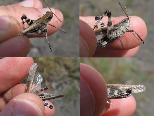 Réf. 89 138 : Epacromius tergestinus ponticus