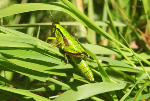 Miramella alpina subalpina