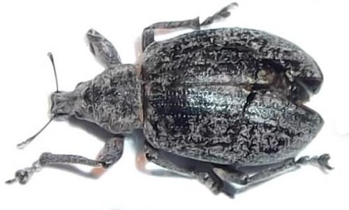 Liophloeus tessulatus