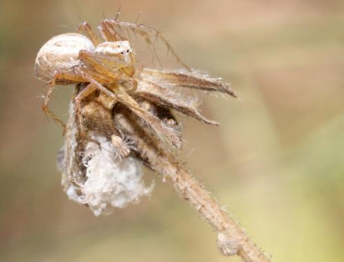 Oxyopes sp.