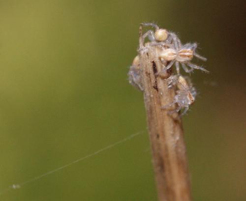 Oxyopes sp.