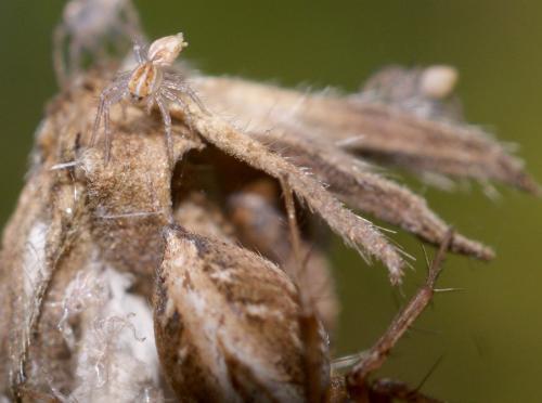 Oxyopes sp.