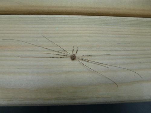 Dicranopalpus ramosus