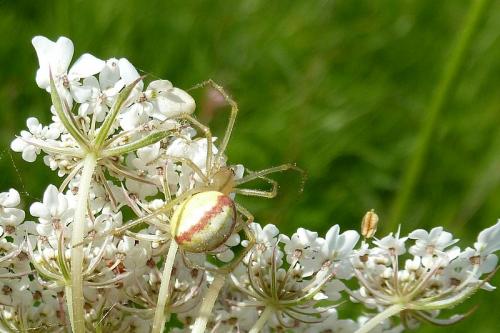 Réf. 89 236 : Enoplognatha sp.