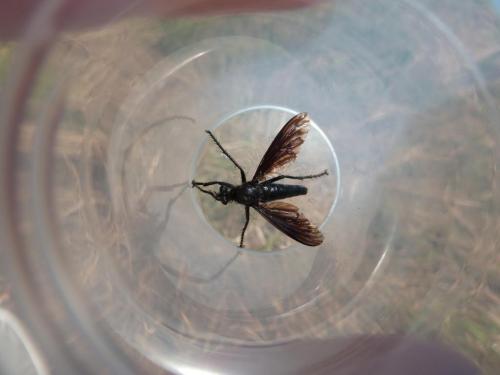 Dasypogon diadema