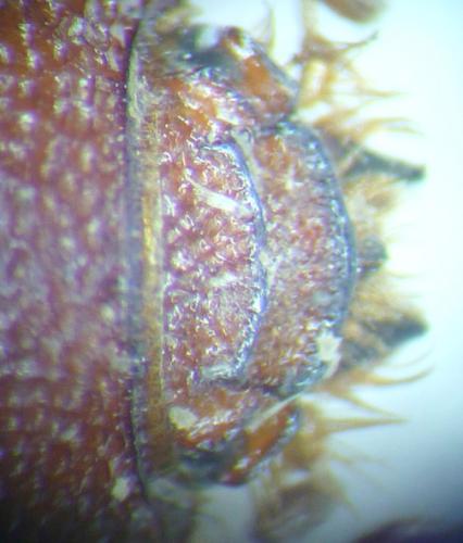 Orubesa plicifrons