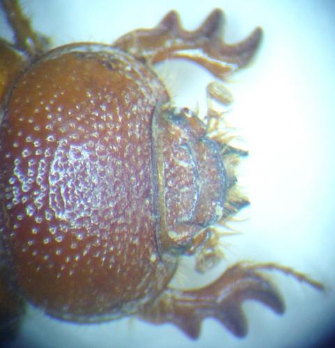 Orubesa plicifrons