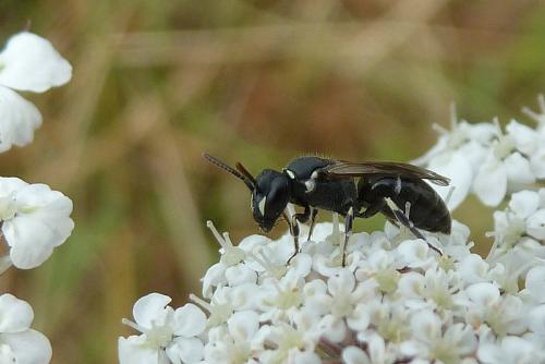 Hylaeus sp.