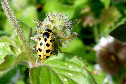 Réf. 89 634 : Hippodamia tredecimpunctata