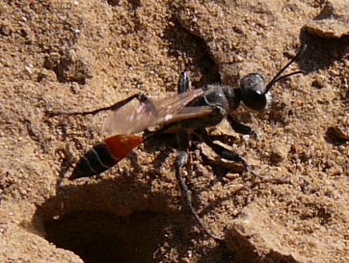 Prionyx kirbii