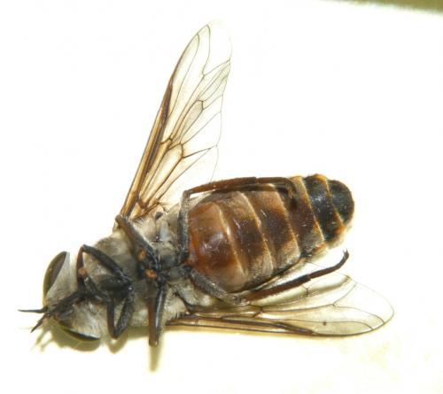 Réf. 89 053 : Tabanus spodopterus