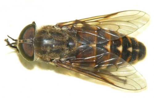 Réf. 89 054 : Tabanus spodopterus
