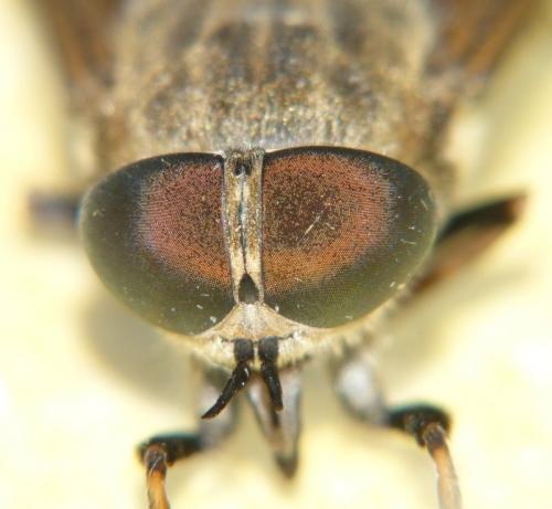 Réf. 89 055 : Tabanus spodopterus