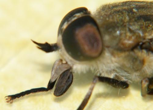 Réf. 89 057 : Tabanus spodopterus