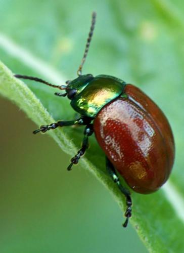 Réf. 89 319 : Chrysolina polita