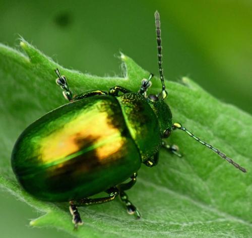 Chrysolina herbacea