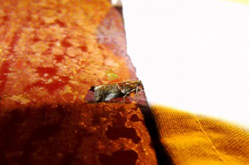 Acrobasis suavella