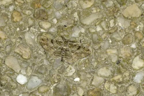 Peribatodes rhomboidaria
