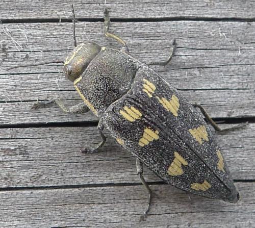 Buprestis novemmaculata