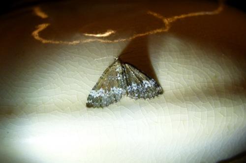 Réf. 89 321 : Perizoma alchemillata