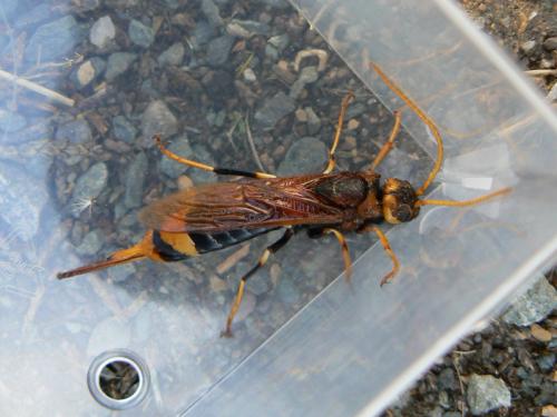 Urocerus sah