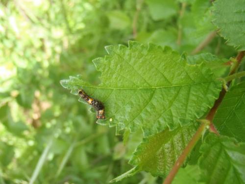 Orgyia antiqua