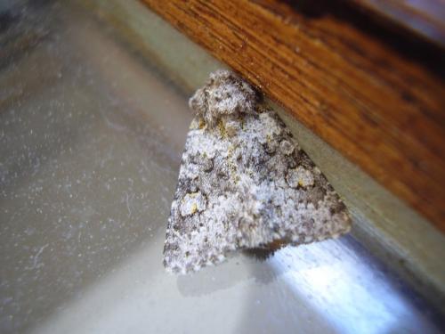 Hecatera dysodea
