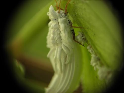 Orthezia urticae