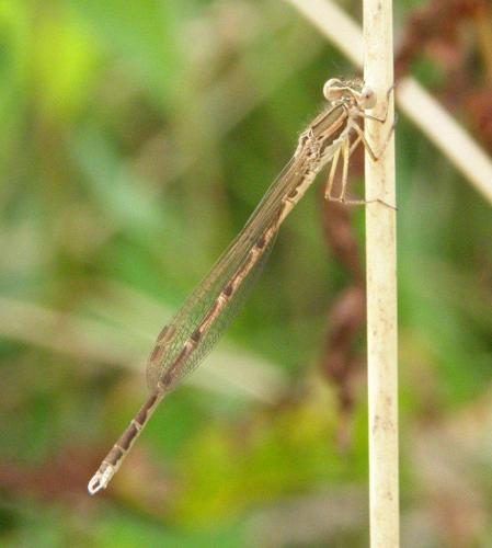 Sympecma fusca