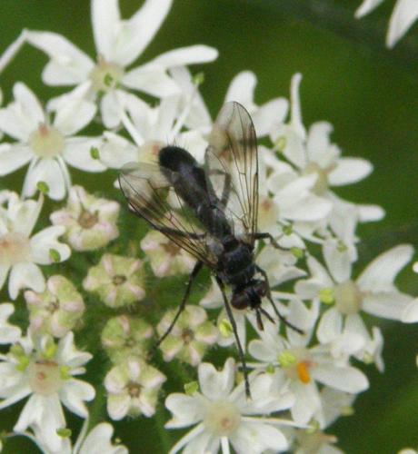 Réf. 89 912 : Lophosia fasciata
