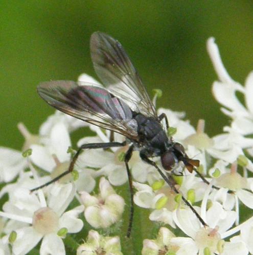 Réf. 89 963 : Lophosia fasciata