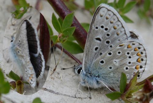 Polyommatus eros